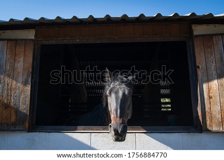 Black horse in  a stable window.