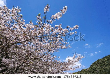 Japanese sakura blossom, spring image