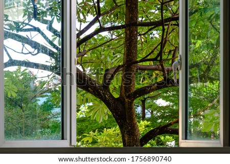 Window with a beautiful tropical tree view