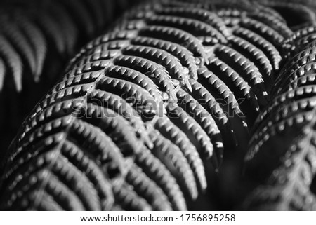 Close up photograph of fern leaves in natural light, black & white