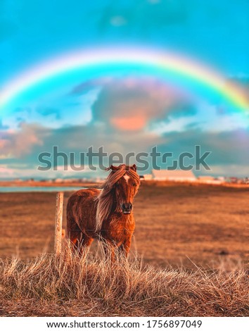 Icelandic horse with a rainbow above