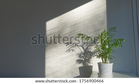 Potted plant, chamaedorea elegans, sunlight on parlor palm by wall near window Royalty-Free Stock Photo #1756900466