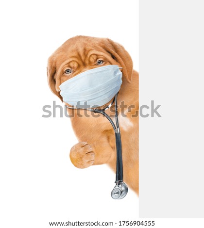 Puppy wearing stethoscope and medical protective mask looks from behind empty banner. Isolated on white background.