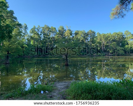 Beautiful trees growing from water with gorgeous scenery