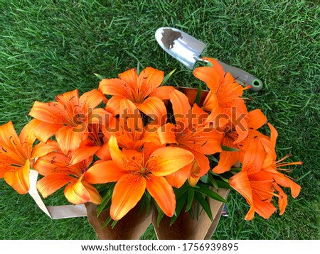 An aerial view of a bunch of blooming orange asiatic lillies in a brown bag and a shovel on green grass