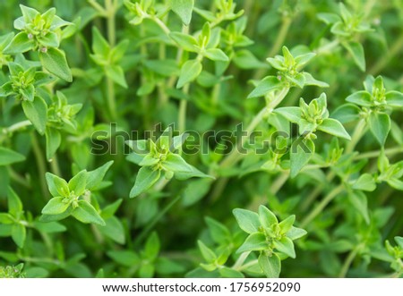 COMMON-THYME Stock Photos and Images - Avopix.com