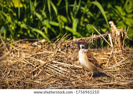 Portrait of a small beautiful bird sitting on a hay on a background of green grass
