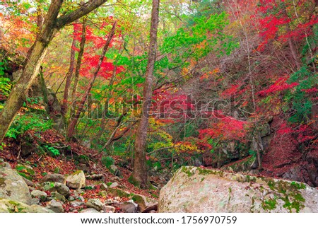 Waterfall and forest autumn with trees red maple leaves, rocks and stones at Bangtaesan Mountain,Inje Gangwondo,South Korea.