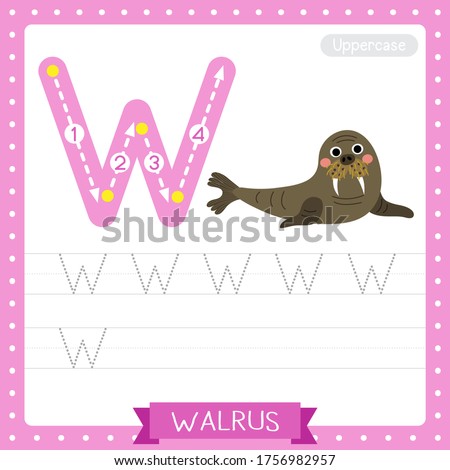 Letter W uppercase cute children colorful zoo and animals ABC alphabet tracing practice worksheet of Walrus for kids learning English vocabulary and handwriting vector illustration.
