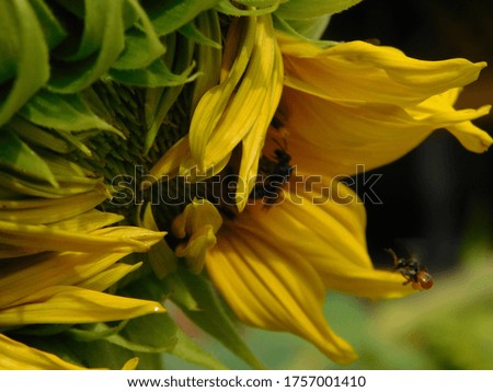  a close up picture of big sunflower on the garden 