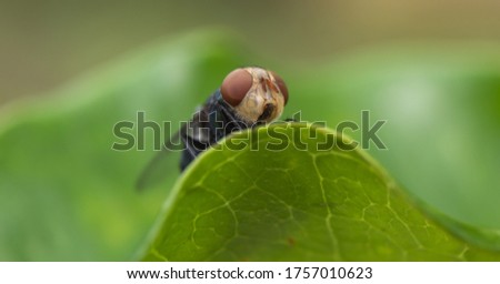 macro scene of a housefly on green leaf with nature background