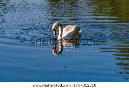 Gorgeus Swan Swimming at golden hour in a lake with reflection