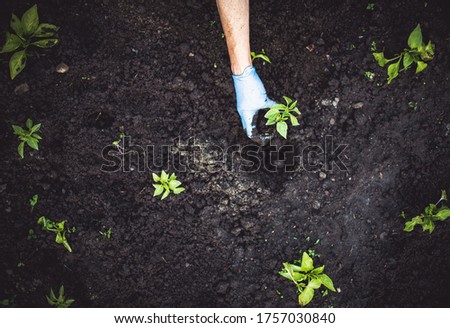 top view of hand planting green pepper seedlings