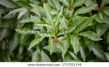 abstract green background of leaves