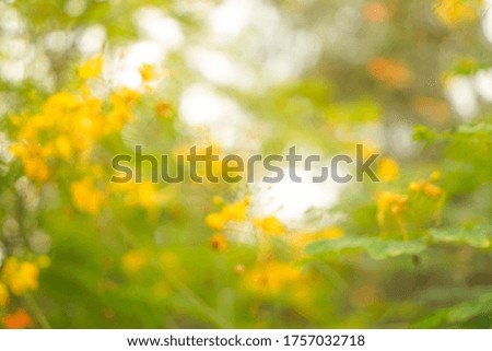 Background blurred of  warm yellow color flowers in the sun flare 
