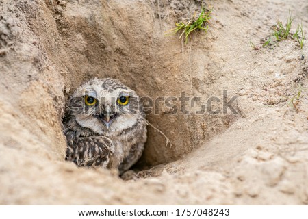 Burrowing Owl (Athene cunicularia) standing on the ground. Burrowing Owl sitting in the nest hole. Burrowing owl protecting home. Royalty-Free Stock Photo #1757048243
