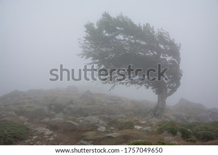 Single tree in the fog, struggling the strong wind Royalty-Free Stock Photo #1757049650