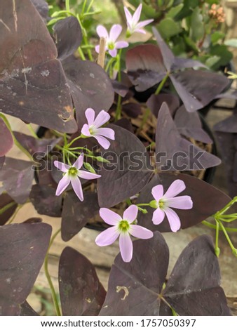photo of purple flower outside the room in the noon 