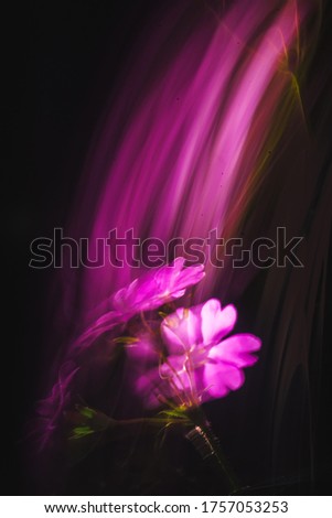 Abstract flower photography, long shutter speed, purple petals