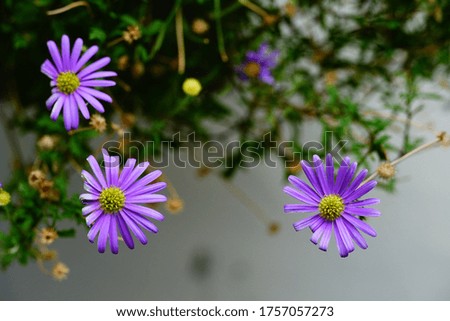 The purple daisy flowers in a garden