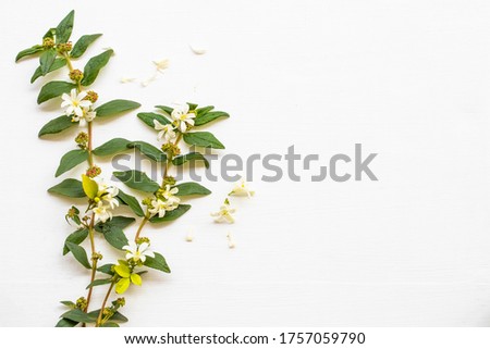 white flowers jasmine and leaf local flora of asia in spring season arrangement  flat lay postcard style on background white
