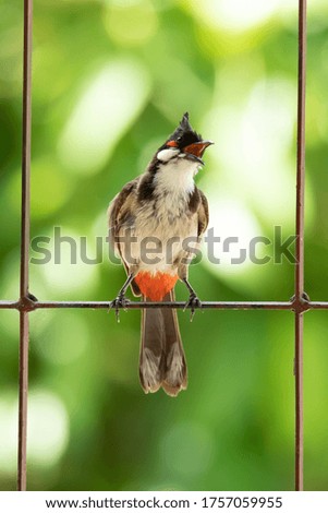 Red-whiskered bulbul singing on a fence