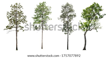 Big forest tree collection on a white background for graphic design or gardening work. Beautiful plants found in tropical rain forests.