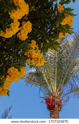 beautiful yellow flowers and palms