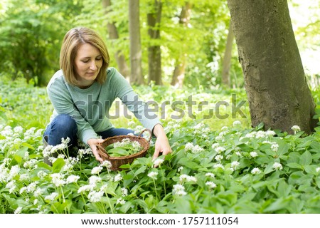 Woman Picking Wild Garlic In Woodland Putting Leaves In Basket Royalty-Free Stock Photo #1757111054