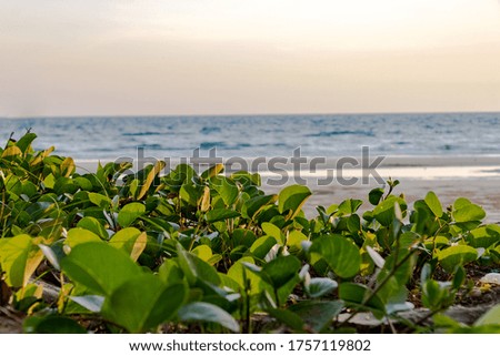 Green grass leaves on a background of a tropical beach at sunset.