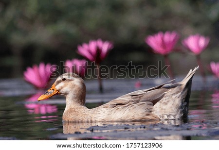 Duck Floating or Swimming in a Pond Water with Selective Focus, Perfect for Wallpaper