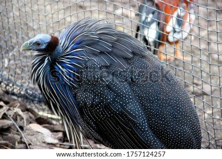 Vulturine guineafowl. Dark grey and blue bird spangled with white.  Royalty-Free Stock Photo #1757124257