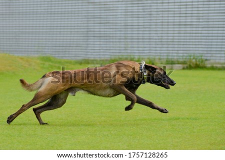 fawn Malinois is running on green grass