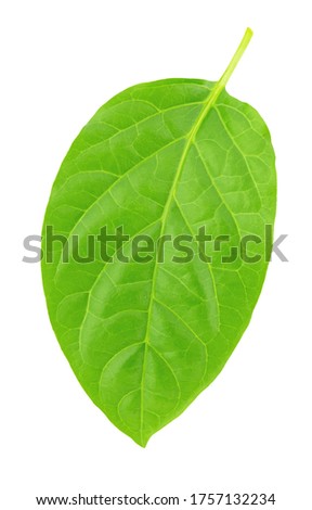 Single pepper leaf isolated on a white background. Clip art image for package design.
