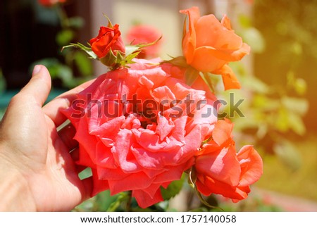 Fresh gently pink fragrant roses close-up in a female gardener's hand.