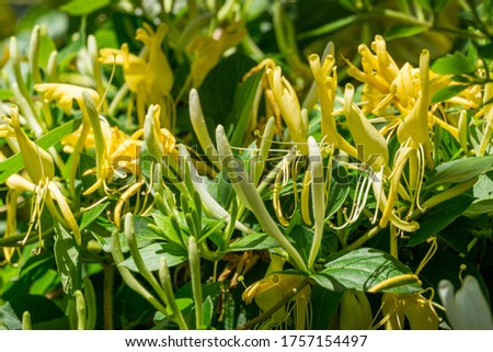 Lonicera japonica, known as Japanese honeysuckle and golden-and-silver honeysuckle. Evergreen flowering fragrant liana possibly Lonicera giraldii. Close-up of white and yellow flowers.