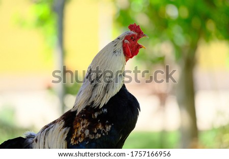The rooster on the farm looks around very carefully.