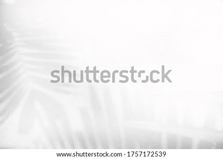 blur shadow of leaf tree on gray wall background - black and white
