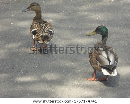 Pair of ducks walking along. Female and Male ducks together in Golders Hill Park London in Summer.