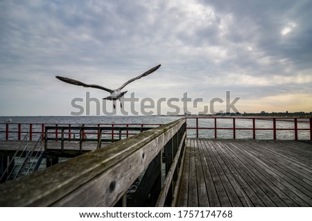 A seagull flies on a seafront.