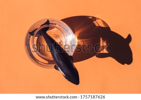 Conceptual artistic image of a black and white toy killer whale with sharp teeth in a transparent circular fish tank by the sea with brightly colored background