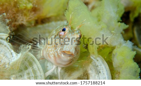 Blenny fish in the ocean. Macro underwater photography