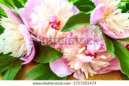 Peonies flowers of pink color, on an abstract brown wooden surface. Free space. Design of covers, postcards, prints.