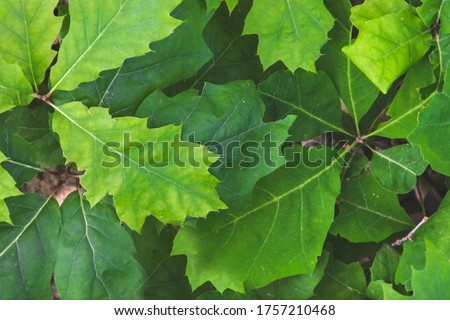 Close up picture of green leaves from oak tree. Top view of leaves pattern in the garden in sunny day. Summer time. Natural concept of wild life in ecosystem. Trees growing in the forest.