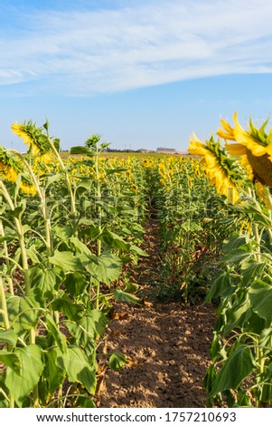Sunflowers in a field near Seville, Spain.