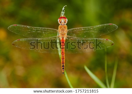 Dragonfly, (suborder Anisoptera), also called darner, devil’s arrow, or devil’s darning needle, any of a group of roughly 3,000 species of aerial predatory insects most commonly found near freshwater.