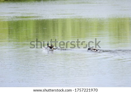 beautiful duck swimming in the lake summer daylight