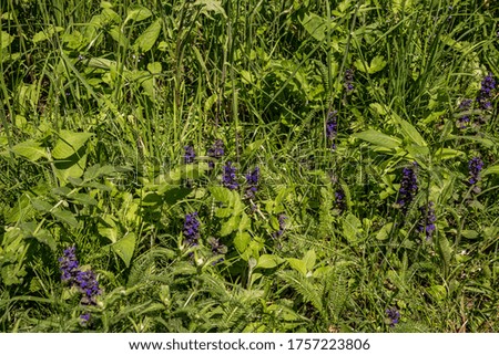 Purple flowers and green grass on a meadow in nature on a summer day. Natural wallpaper and background concept. Close up, selective focus