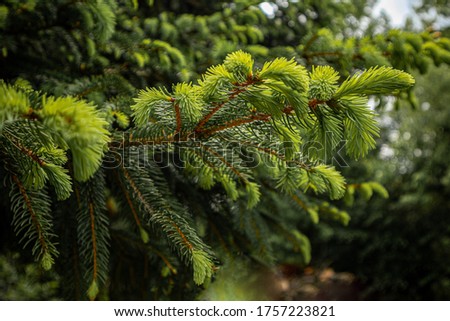 Green Christmas tree or fir tree branches in nature on a summer day. Natural wallpaper and background concept. Close up, selective focus