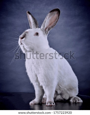 Portrait funny of rabbit white